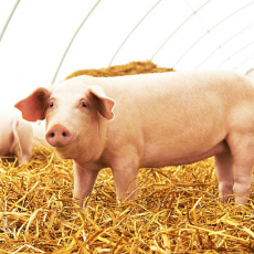 Свинокомплексы - VORTEX-URAL